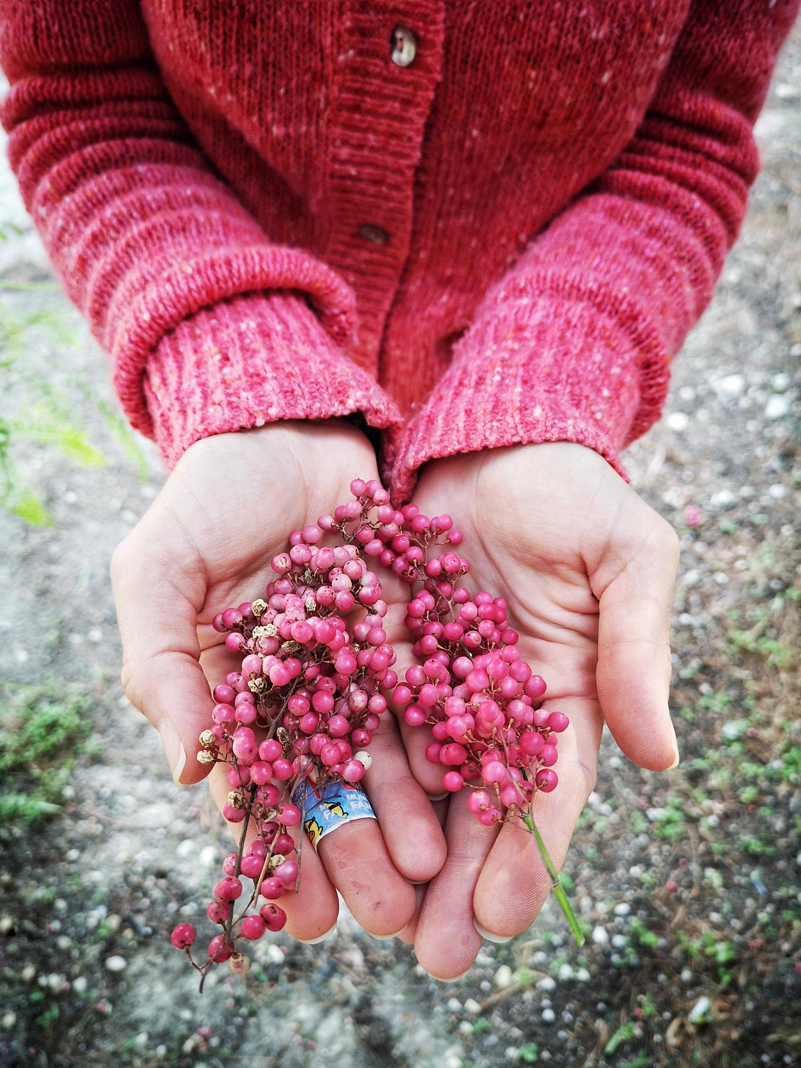 Urban foraging for wild pink peppercorn, Mahes, Jordan, (2020)