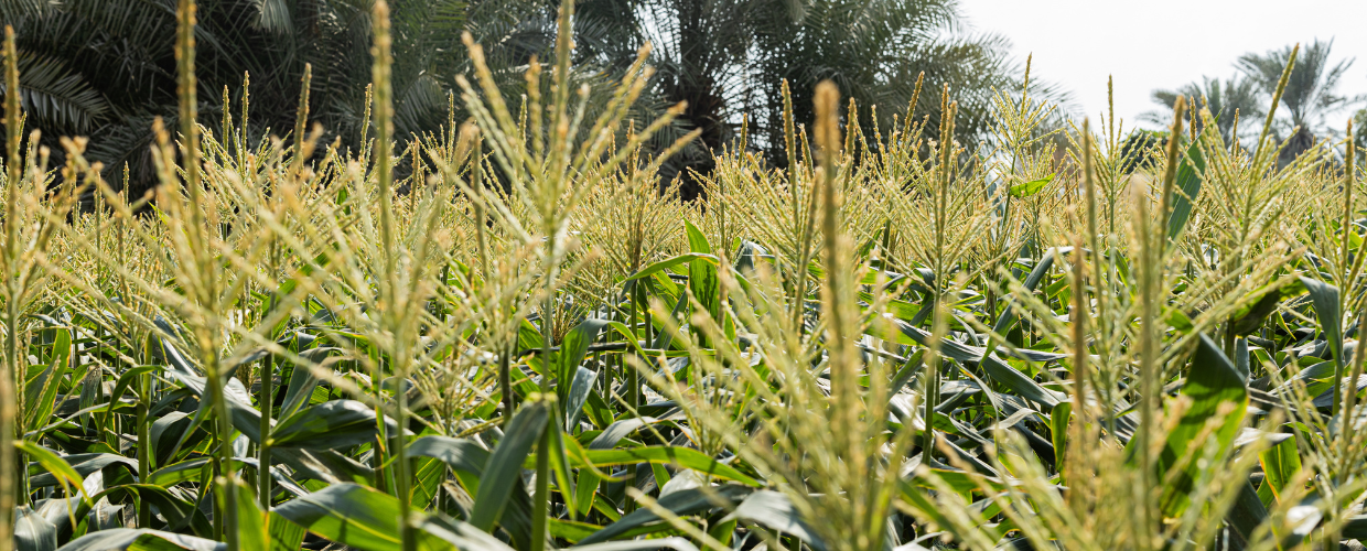 On the Landscape of Flavour: Sourcing Heirlooms from the Orchards of Afghanistan & the Fields of Mexico