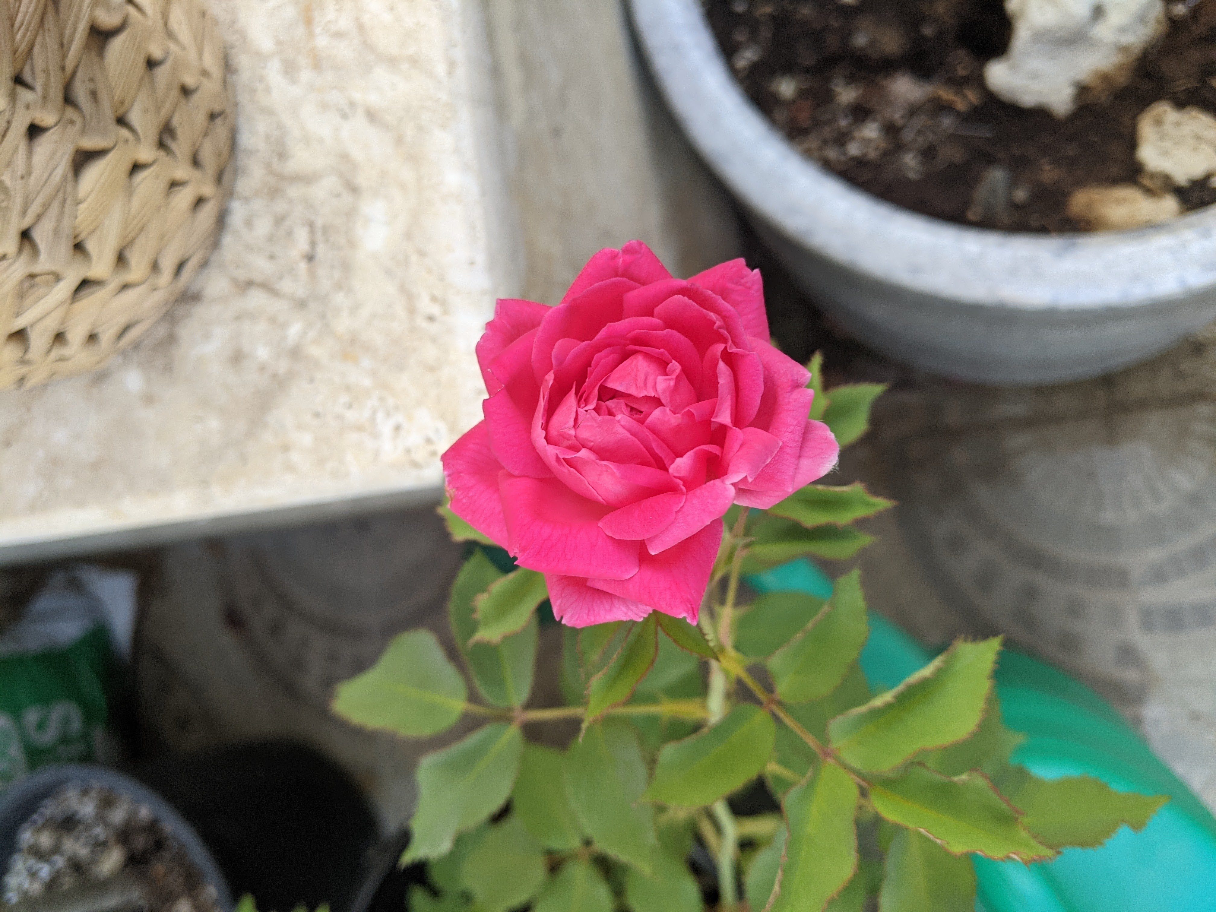 Rewilding the Kitchen | Joori Wa Loomi by Moza AlMatrooshi