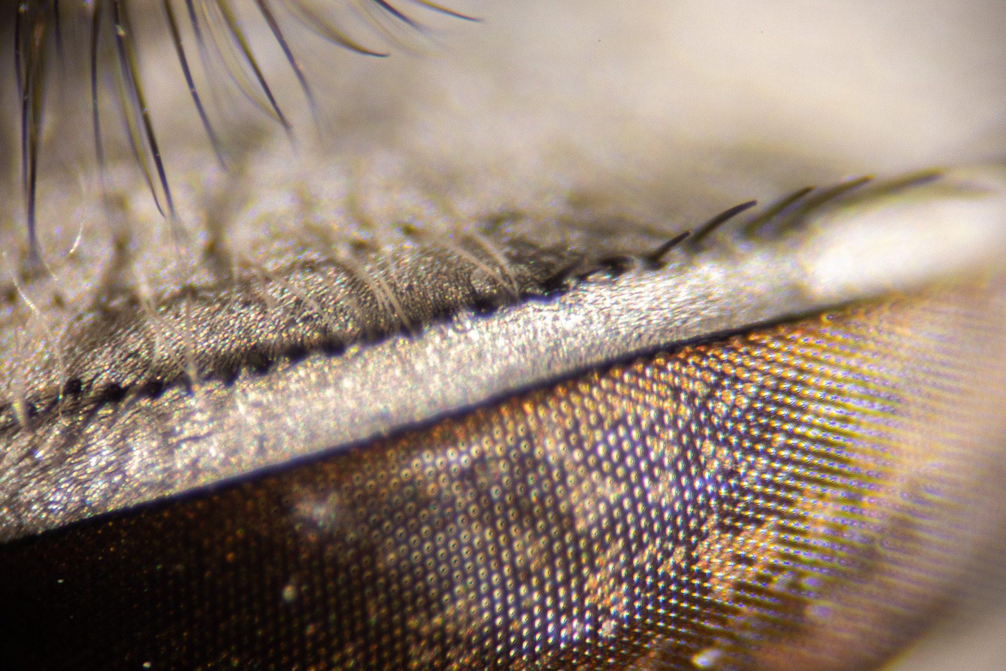 Wamda : A Glimpse | Shobha Pia Shamdsani