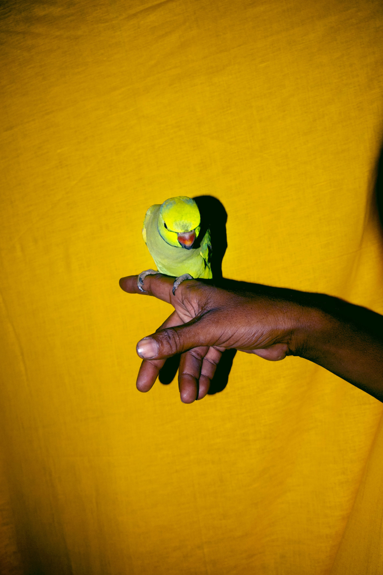 The Lost Head & the Bird