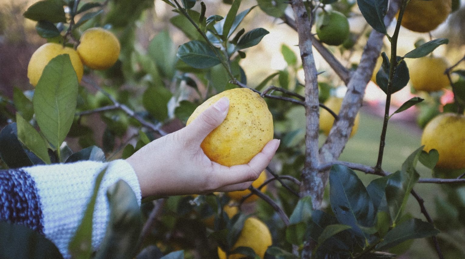 Farm to Table: Dibba Bay, Emirates Bio Farm, Teible