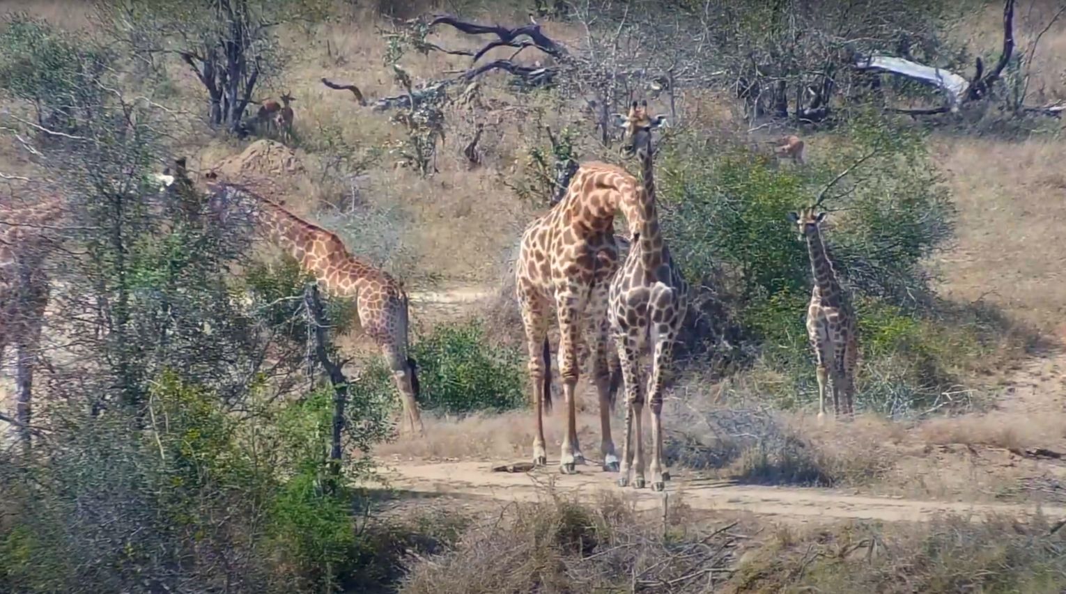 Djuma Private Game Reserve Livestream