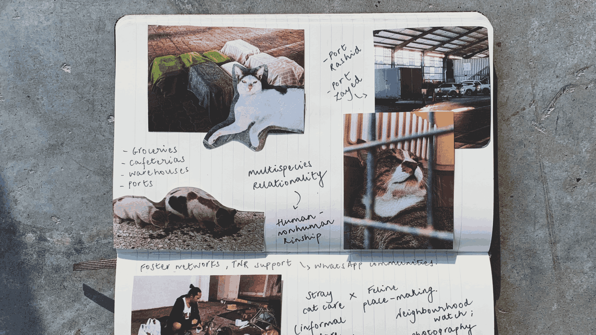 Let's Talk About Cats