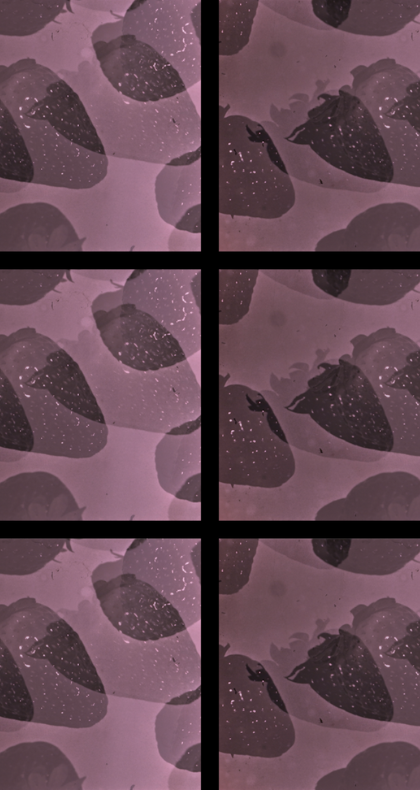 Anthology for Fruits and Vegetables (2019)