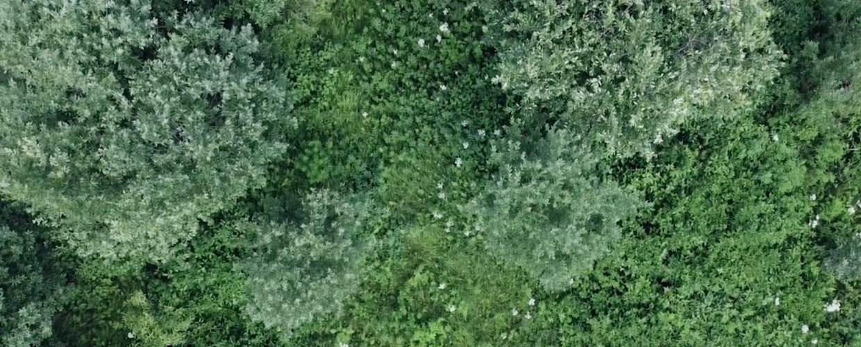 Hiding in Plain Sight By Anahita Norouzi