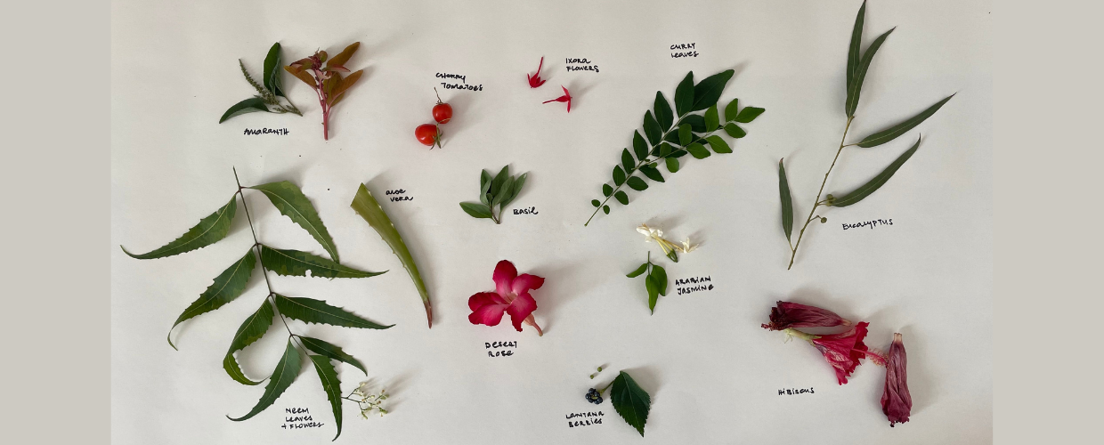 Foraging The Yard by Shereen Saif