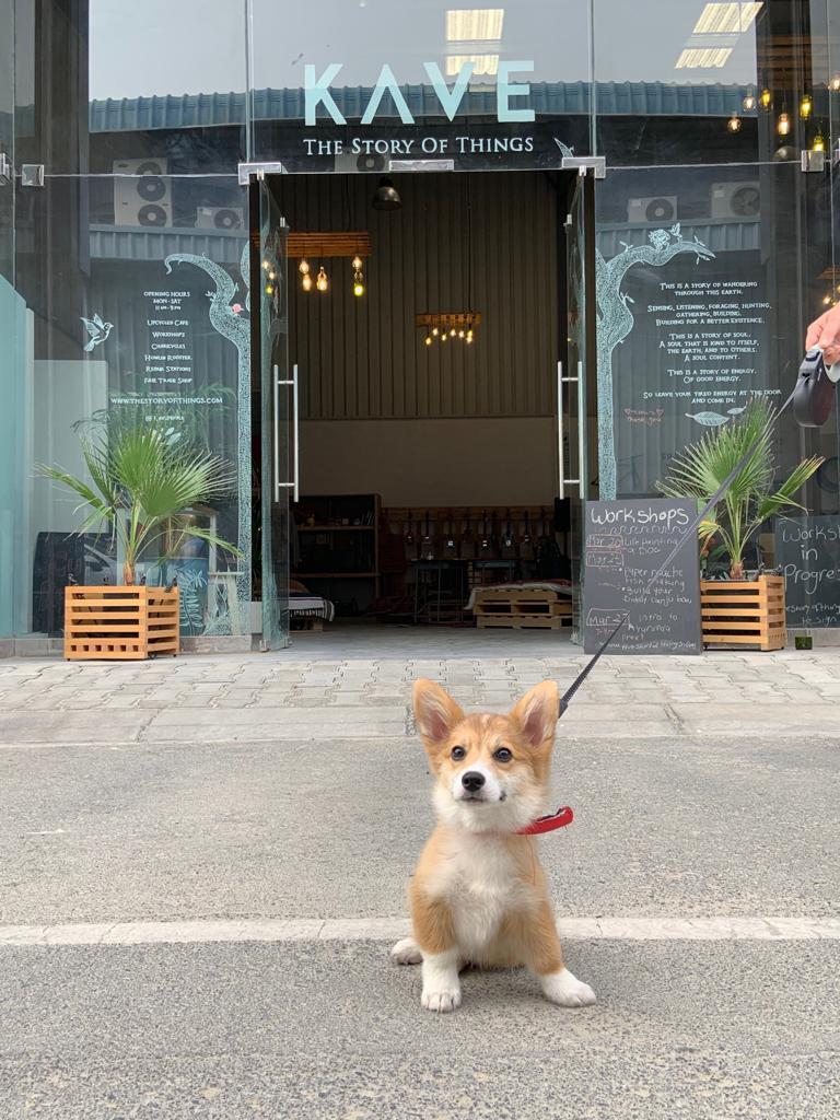 KAVE’S Saturday Woof Brunch