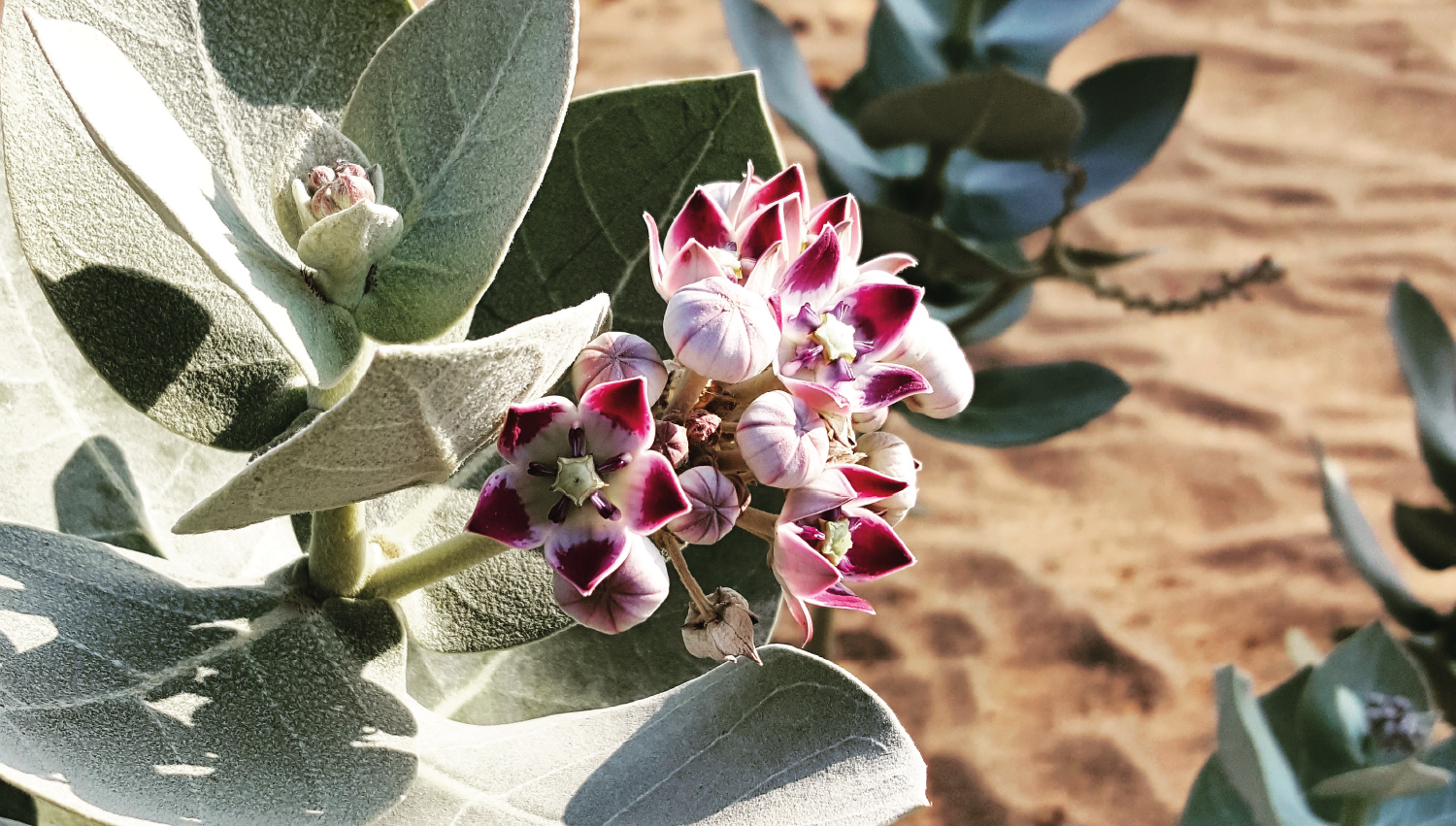 Workshop: How to Look at a Plant