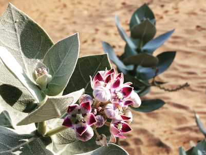 Workshop: How to Look at a Plant