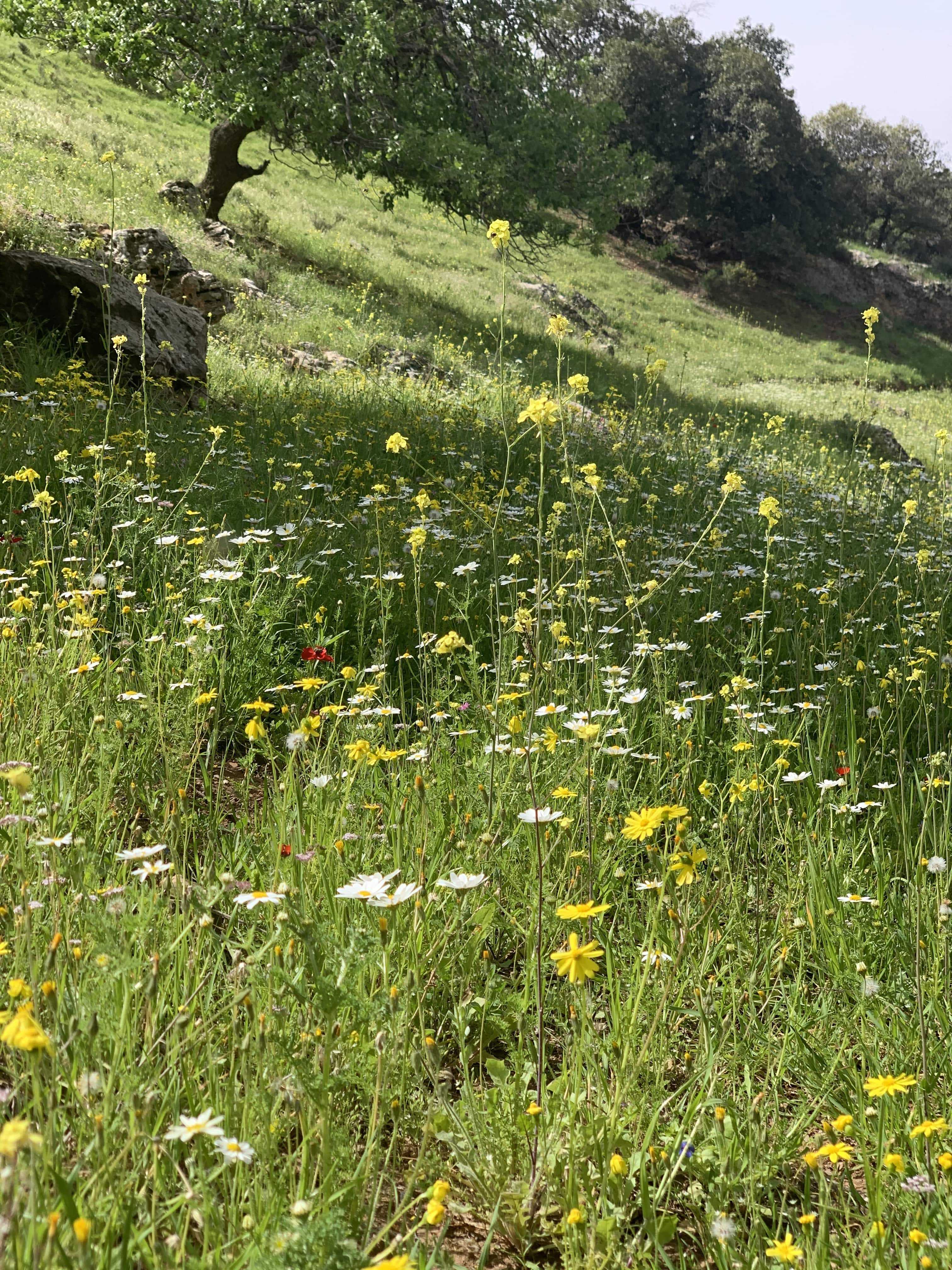 Rewilding the Kitchen | Recipe No. 1 | Barri by Namliyeh