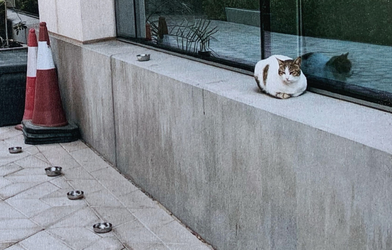 Let's Talk About Cats (Again)